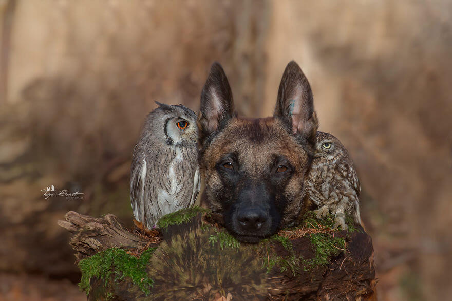 inspiringlife.pt - Cachorro e corujas têm uma amizade improvável e absolutamente adorável