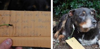 Cachorro deixa família preocupada ao desaparecer, mas mais tarde volta com um bilhete na coleira