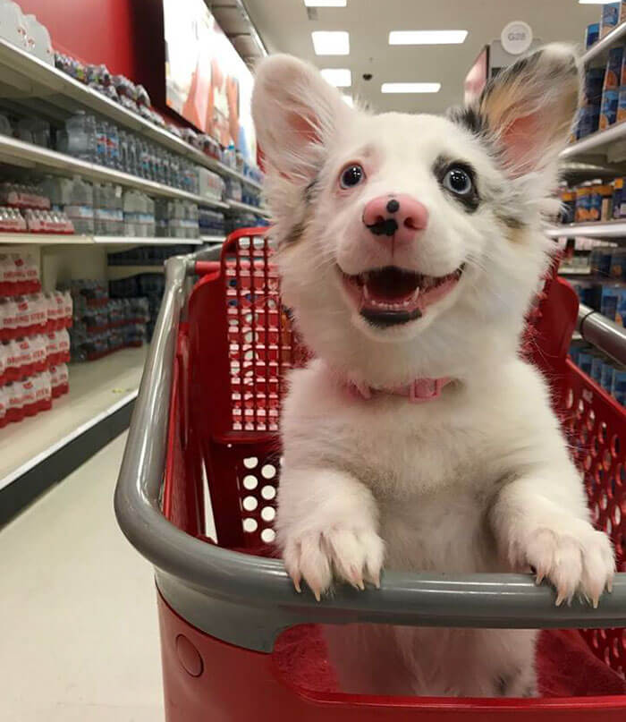 inspiringlife.pt - Cachorrinha vai ao supermercado e a sua reacção está a derreter corações por todo o Mundo