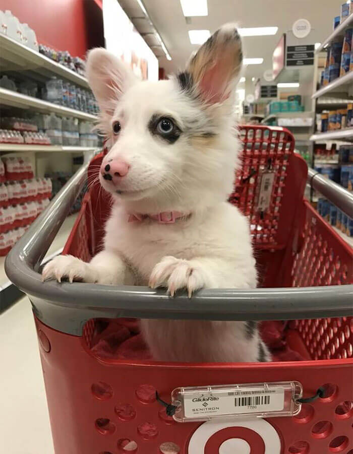 inspiringlife.pt - Cachorrinha vai ao supermercado e a sua reacção está a derreter corações por todo o Mundo