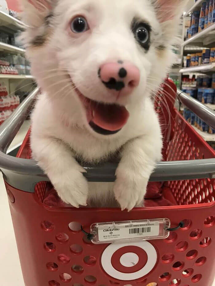 inspiringlife.pt - Cachorrinha vai ao supermercado e a sua reacção está a derreter corações por todo o Mundo