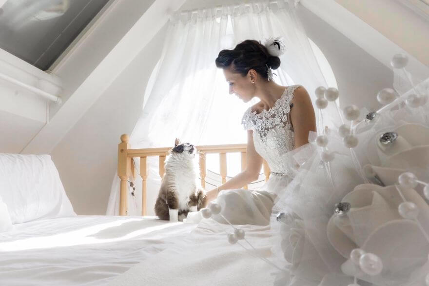 inspiringlife.pt - Fotógrafa faz sessão fotográfica pós-casamento com gatos e o resultado é absolutamente adorável