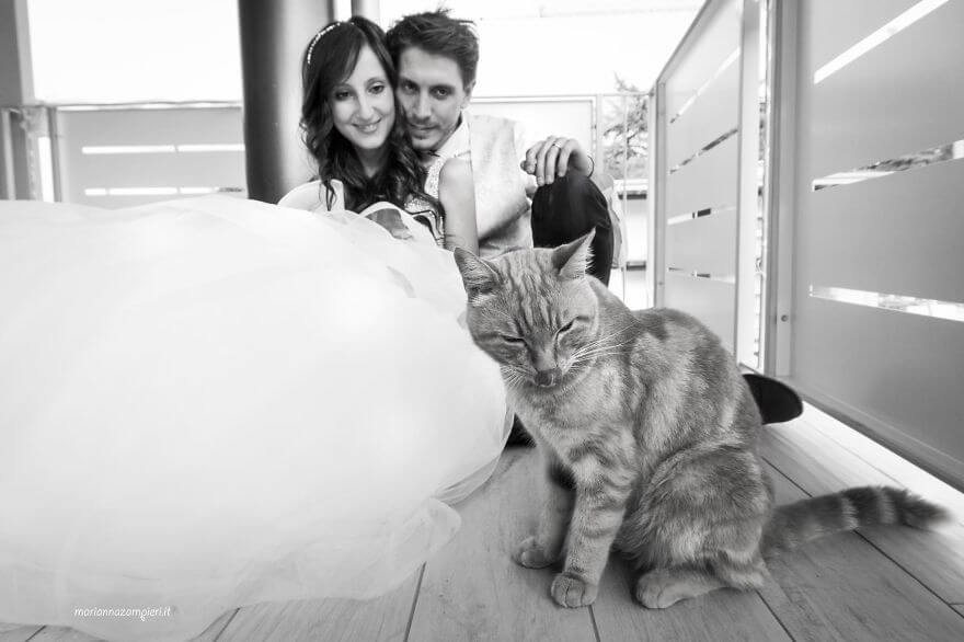 inspiringlife.pt - Fotógrafa faz sessão fotográfica pós-casamento com gatos e o resultado é absolutamente adorável