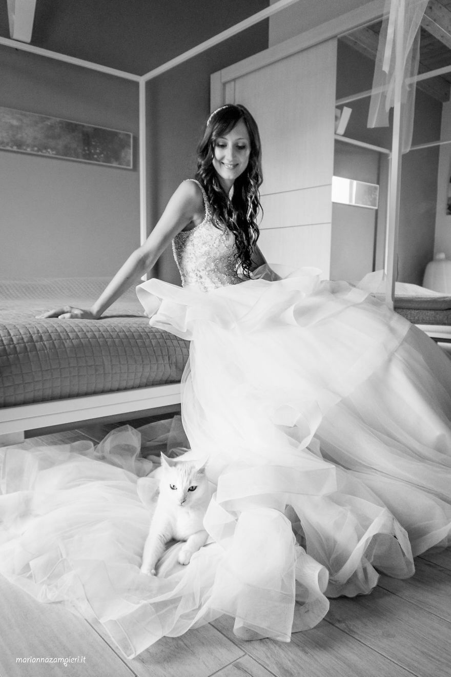 inspiringlife.pt - Fotógrafa faz sessão fotográfica pós-casamento com gatos e o resultado é absolutamente adorável