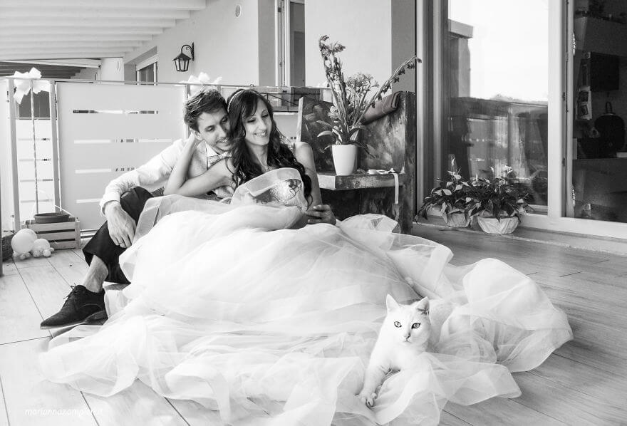 inspiringlife.pt - Fotógrafa faz sessão fotográfica pós-casamento com gatos e o resultado é absolutamente adorável