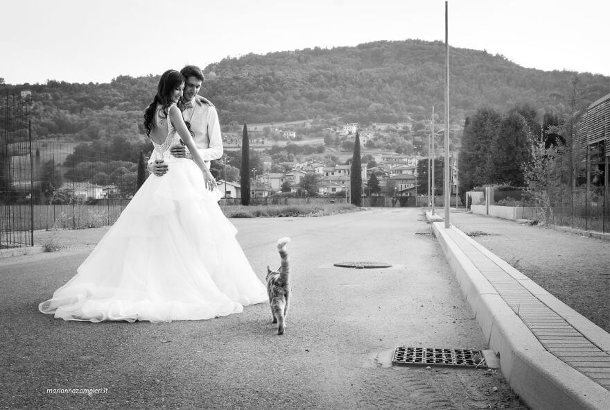 inspiringlife.pt - Fotógrafa faz sessão fotográfica pós-casamento com gatos e o resultado é absolutamente adorável