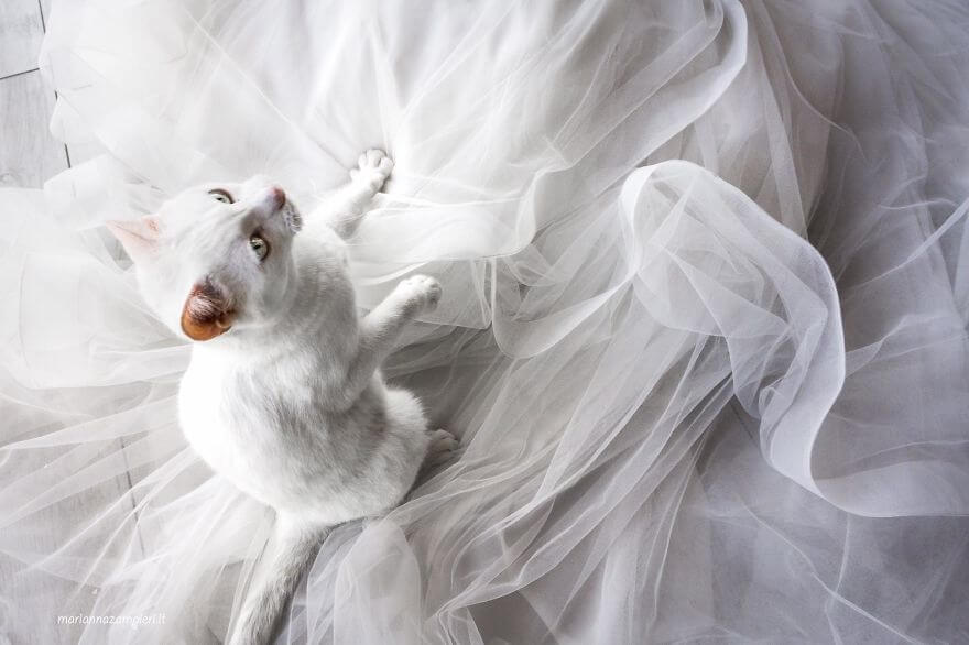 inspiringlife.pt - Fotógrafa faz sessão fotográfica pós-casamento com gatos e o resultado é absolutamente adorável