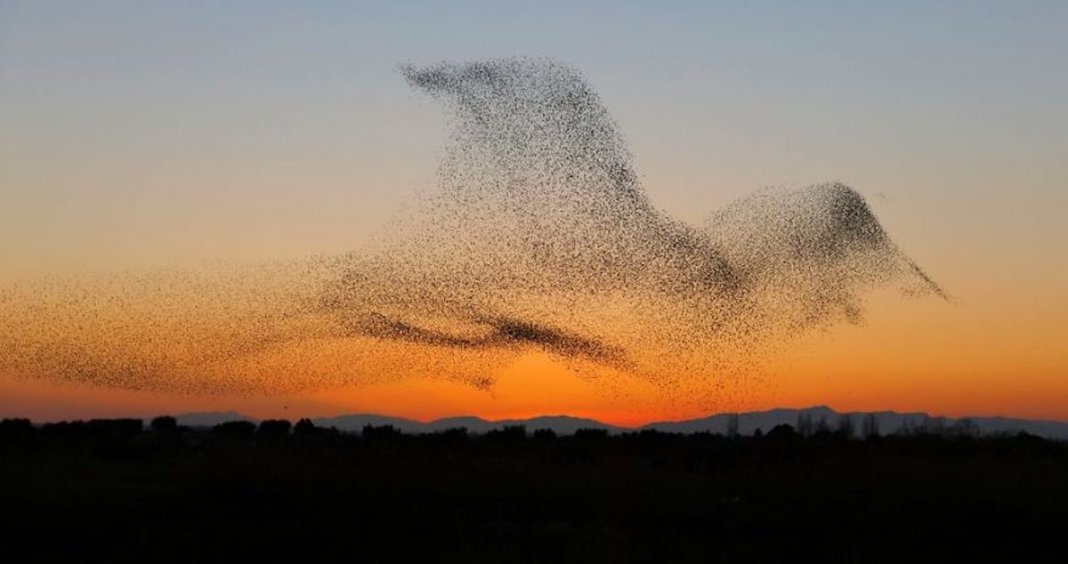 Fotógrafo captura a melhor imagem de sempre, mas só se apercebe mais tarde