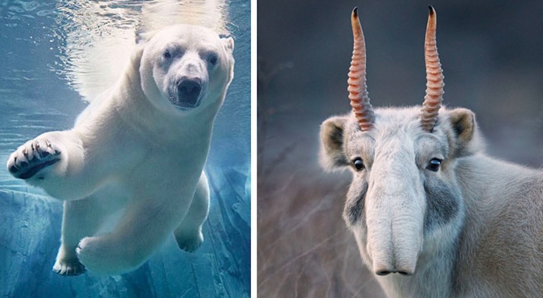 Fotógrafo passa dois anos a fotografar animais que poderão brevemente ficar extintos