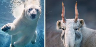 Fotógrafo passa dois anos a fotografar animais que poderão brevemente ficar extintos