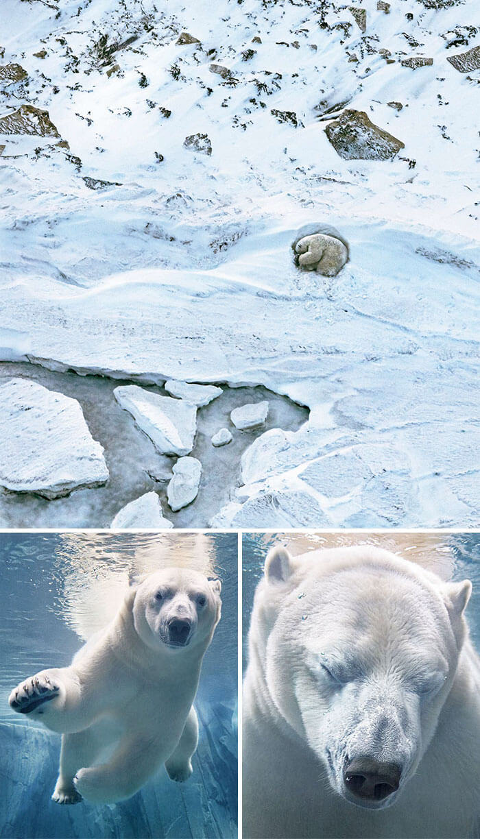 inspiringlife.pt - Fotógrafo passa dois anos a fotografar animais que poderão brevemente ficar extintos