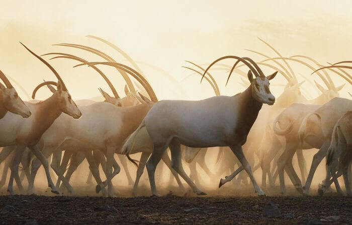 inspiringlife.pt - Fotógrafo passa dois anos a fotografar animais que poderão brevemente ficar extintos