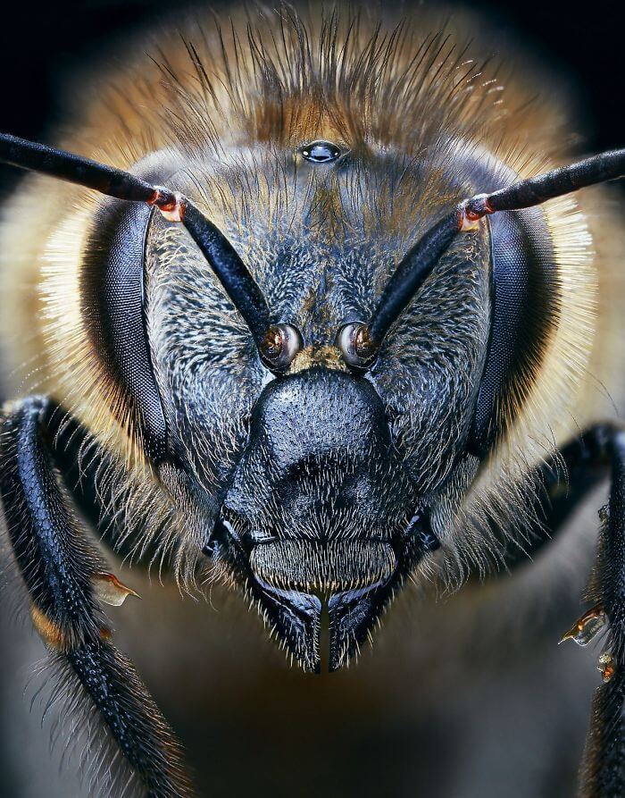 inspiringlife.pt - Fotógrafo passa dois anos a fotografar animais que poderão brevemente ficar extintos