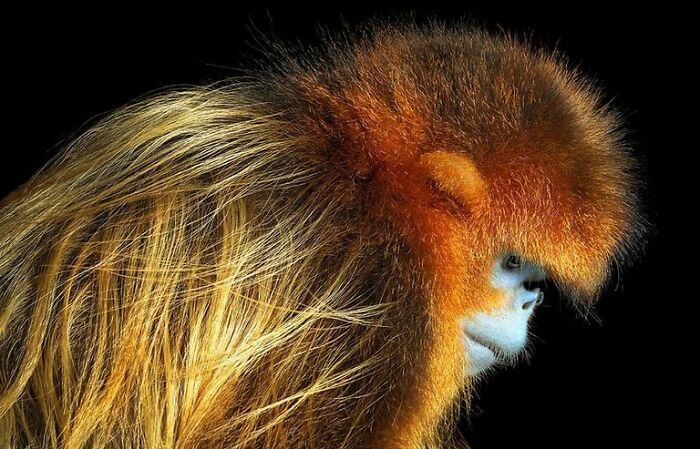 inspiringlife.pt - Fotógrafo passa dois anos a fotografar animais que poderão brevemente ficar extintos
