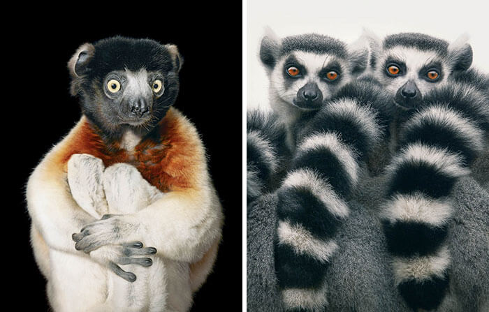 inspiringlife.pt - Fotógrafo passa dois anos a fotografar animais que poderão brevemente ficar extintos