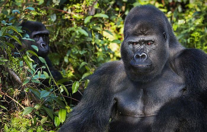 inspiringlife.pt - Fotógrafo passa dois anos a fotografar animais que poderão brevemente ficar extintos