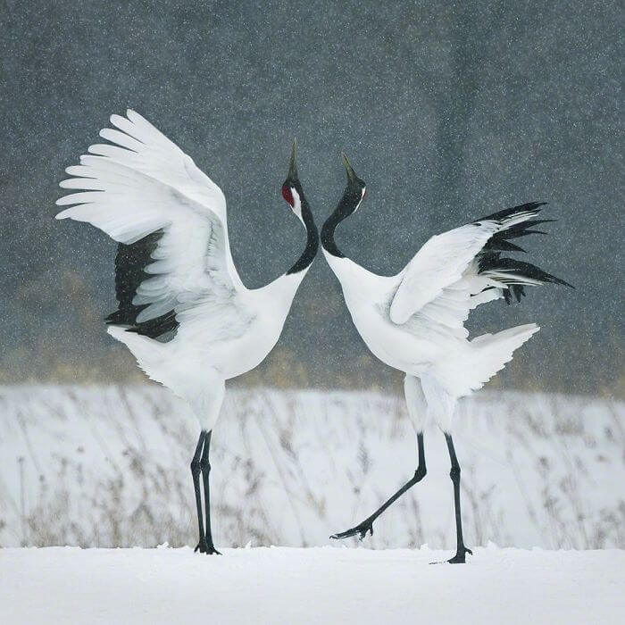 inspiringlife.pt - Fotógrafo passa dois anos a fotografar animais que poderão brevemente ficar extintos