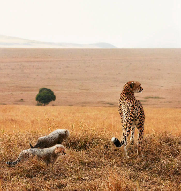 inspiringlife.pt - Fotógrafo passa dois anos a fotografar animais que poderão brevemente ficar extintos