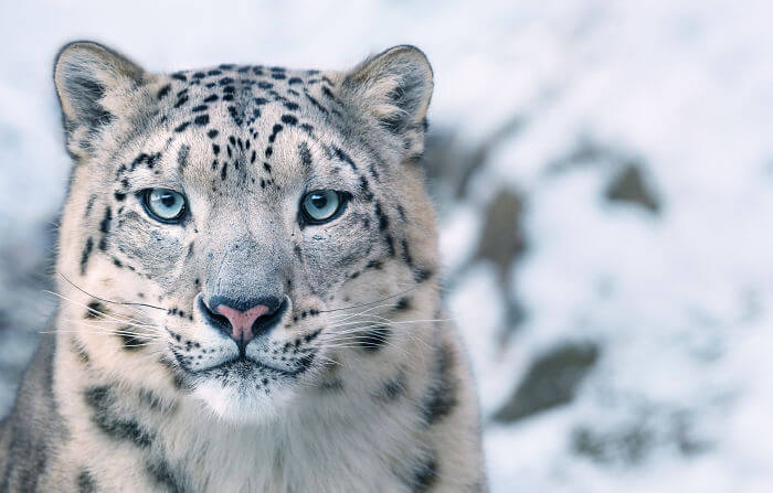 inspiringlife.pt - Fotógrafo passa dois anos a fotografar animais que poderão brevemente ficar extintos