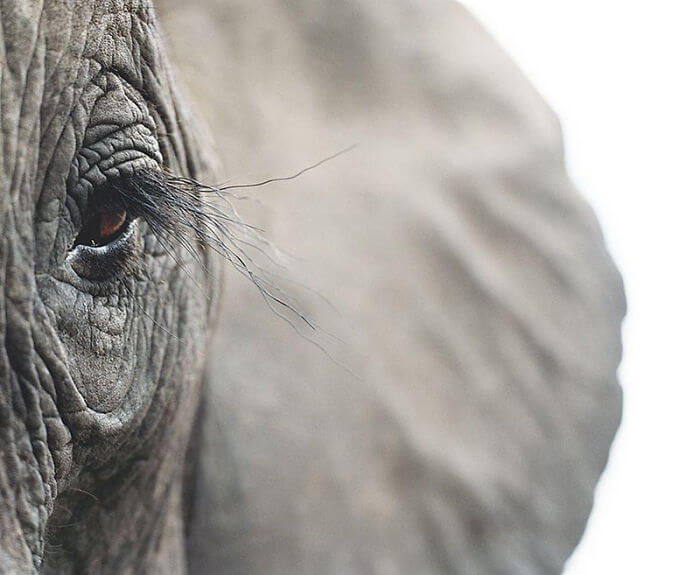 inspiringlife.pt - Fotógrafo passa dois anos a fotografar animais que poderão brevemente ficar extintos