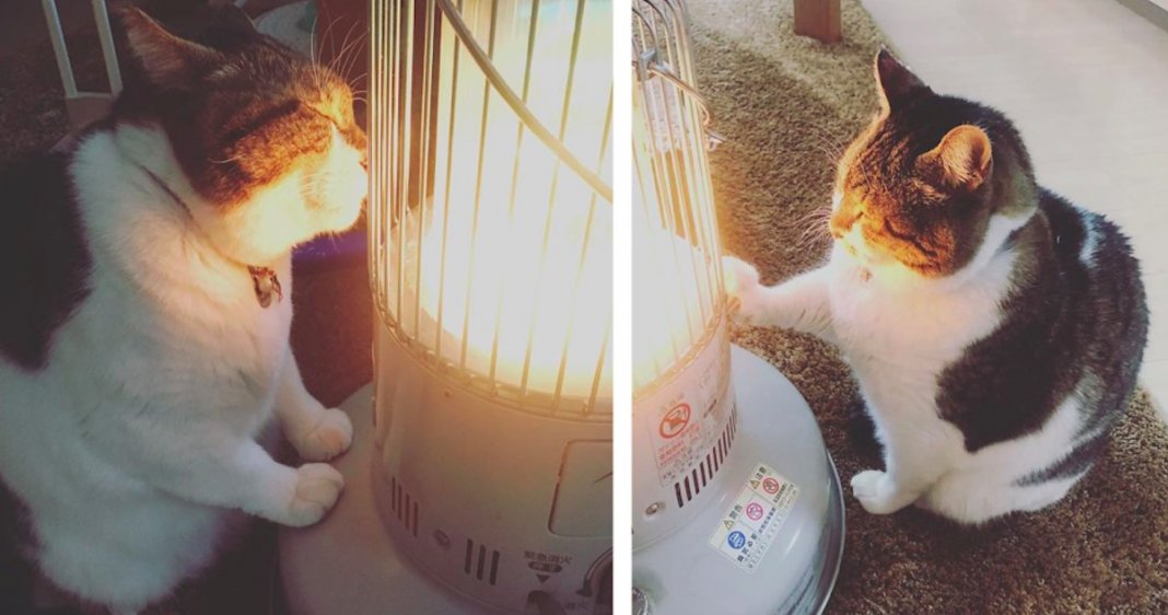 Gato “apaixonado” por aquecedor elétrico torna-se viral nas redes sociais