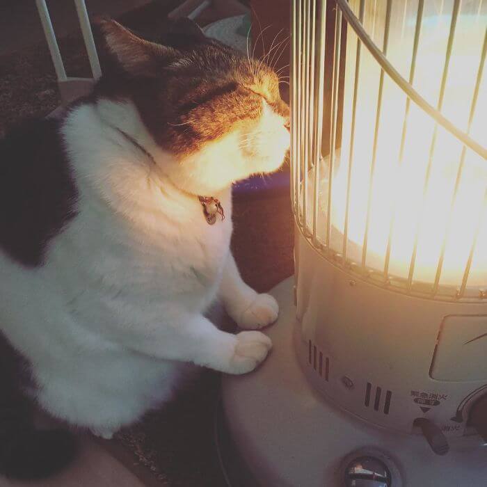 inspiringlife.pt - Gato "apaixonado" por aquecedor elétrico torna-se viral nas redes sociais