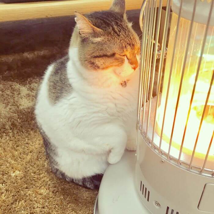 inspiringlife.pt - Gato "apaixonado" por aquecedor elétrico torna-se viral nas redes sociais