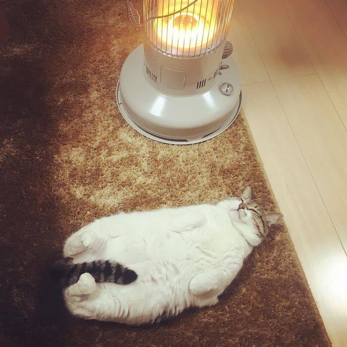 inspiringlife.pt - Gato "apaixonado" por aquecedor elétrico torna-se viral nas redes sociais