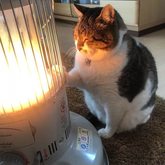 inspiringlife.pt - Gato "apaixonado" por aquecedor elétrico torna-se viral nas redes sociais