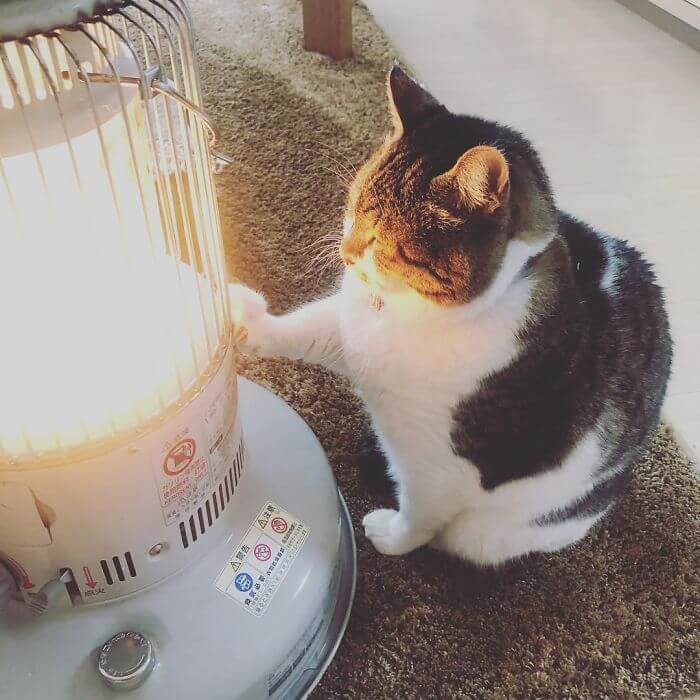 inspiringlife.pt - Gato "apaixonado" por aquecedor elétrico torna-se viral nas redes sociais
