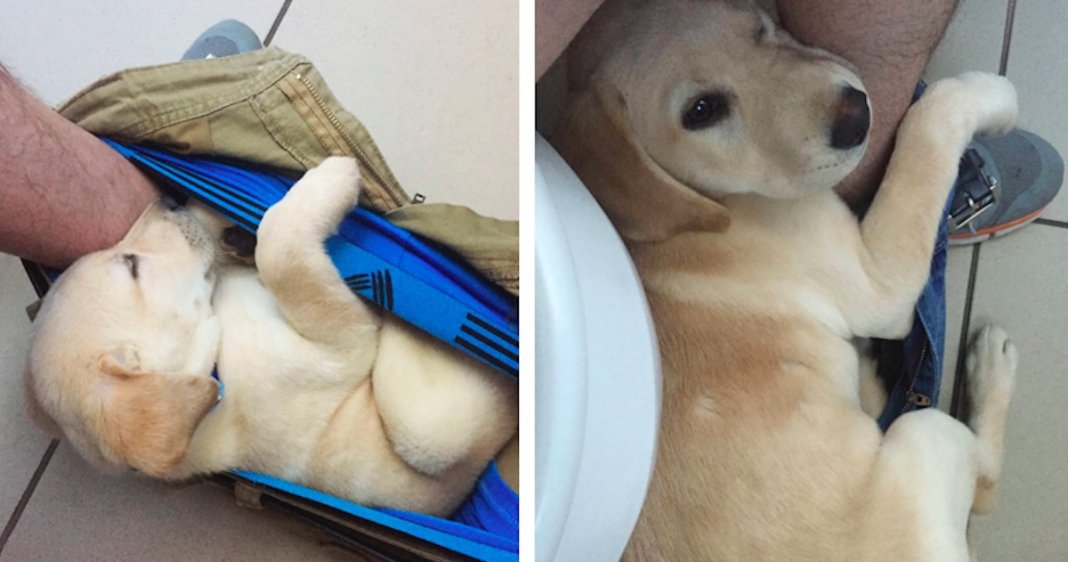 Homem partilha o crescimento do seu cachorro da forma mais hilariante de sempre