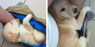 Homem partilha o crescimento do seu cachorro da forma mais hilariante de sempre