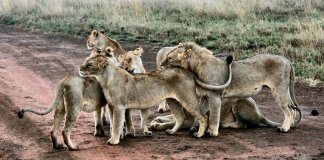 Jardim zoológico sueco admite ter matado 9 jovens leões por falta de espaço