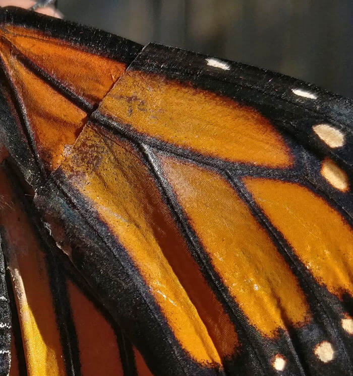 inspiringlife.pt - Mulher salva borboleta com asa partida ao fazer-lhe uma pequena cirurgia