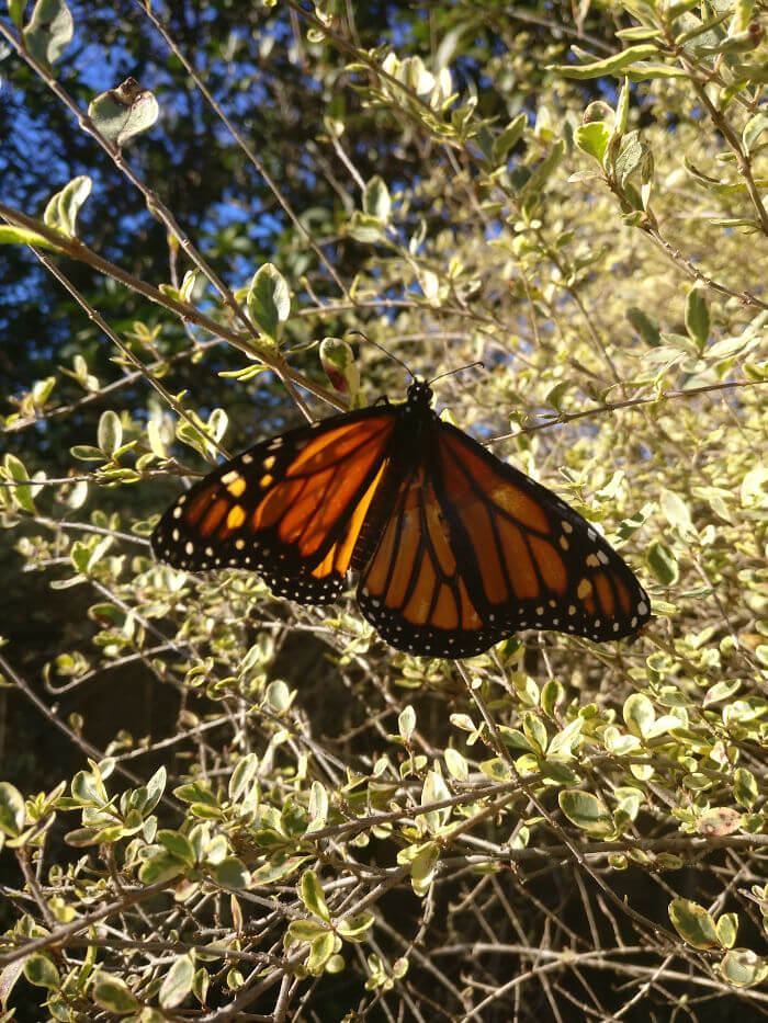 inspiringlife.pt - Mulher salva borboleta com asa partida ao fazer-lhe uma pequena cirurgia