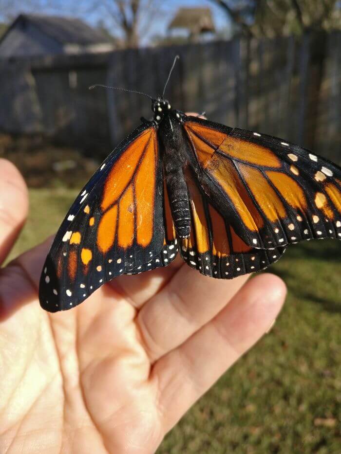 inspiringlife.pt - Mulher salva borboleta com asa partida ao fazer-lhe uma pequena cirurgia