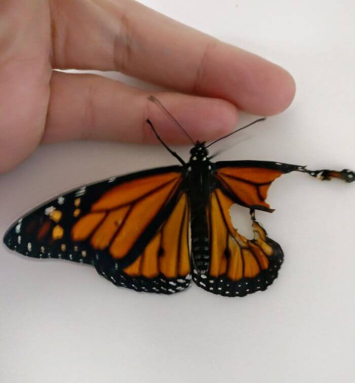 inspiringlife.pt - Mulher salva borboleta com asa partida ao fazer-lhe uma pequena cirurgia