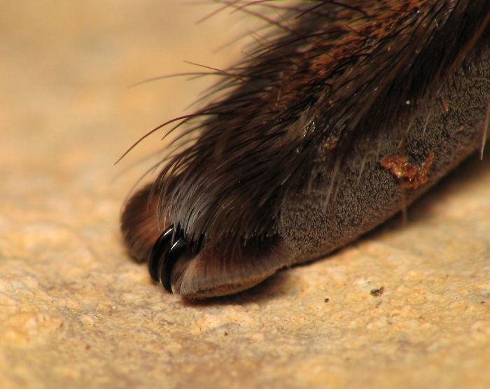 inspiringlife.pt - 10 fotografias adoráveis de patinhas de aranhas que irão acabar com a tua aracnofobia