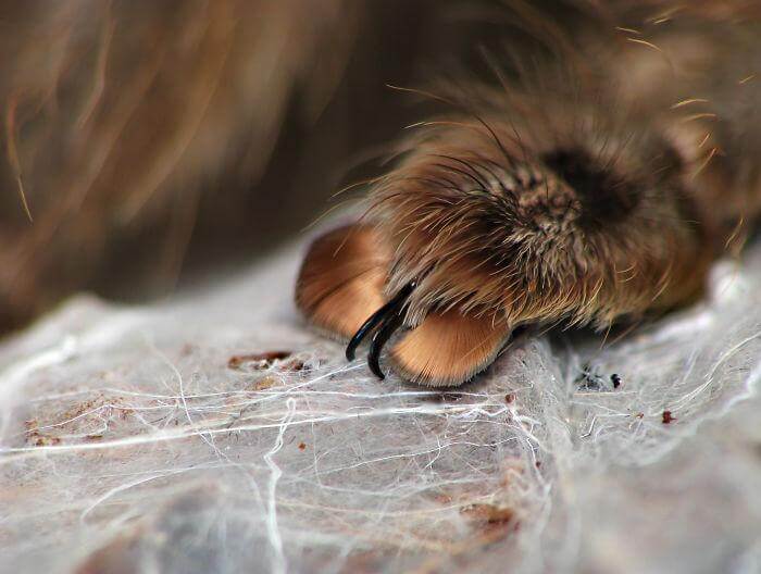 inspiringlife.pt - 10 fotografias adoráveis de patinhas de aranhas que irão acabar com a tua aracnofobia