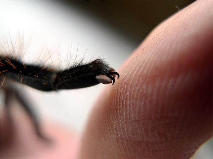 inspiringlife.pt - 10 fotografias adoráveis de patinhas de aranhas que irão acabar com a tua aracnofobia