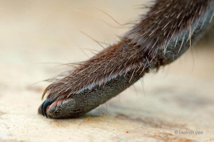 inspiringlife.pt - 10 fotografias adoráveis de patinhas de aranhas que irão acabar com a tua aracnofobia