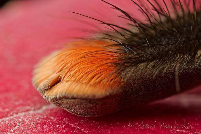 inspiringlife.pt - 10 fotografias adoráveis de patinhas de aranhas que irão acabar com a tua aracnofobia