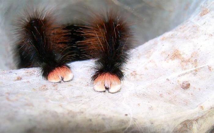 inspiringlife.pt - 10 fotografias adoráveis de patinhas de aranhas que irão acabar com a tua aracnofobia