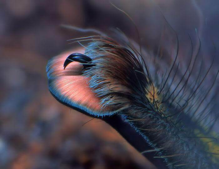 inspiringlife.pt - 10 fotografias adoráveis de patinhas de aranhas que irão acabar com a tua aracnofobia