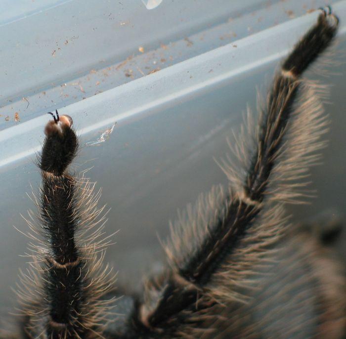 inspiringlife.pt - 10 fotografias adoráveis de patinhas de aranhas que irão acabar com a tua aracnofobia