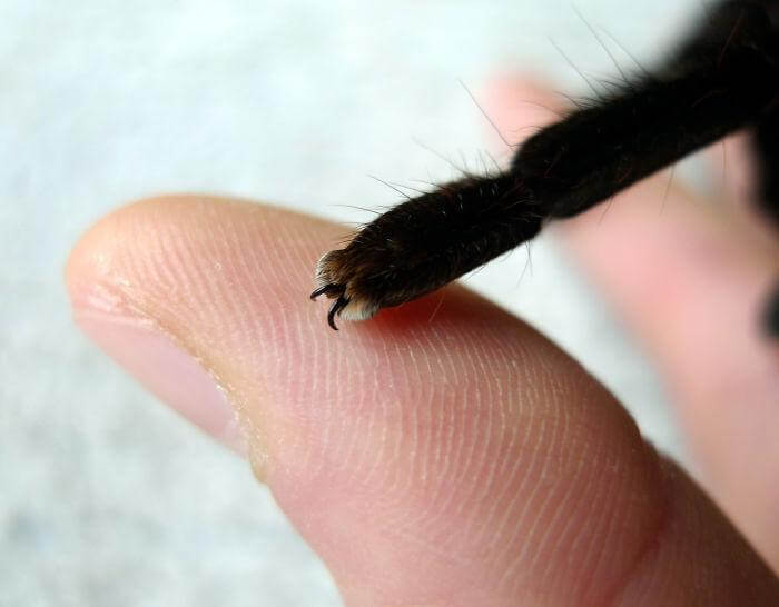 inspiringlife.pt - 10 fotografias adoráveis de patinhas de aranhas que irão acabar com a tua aracnofobia