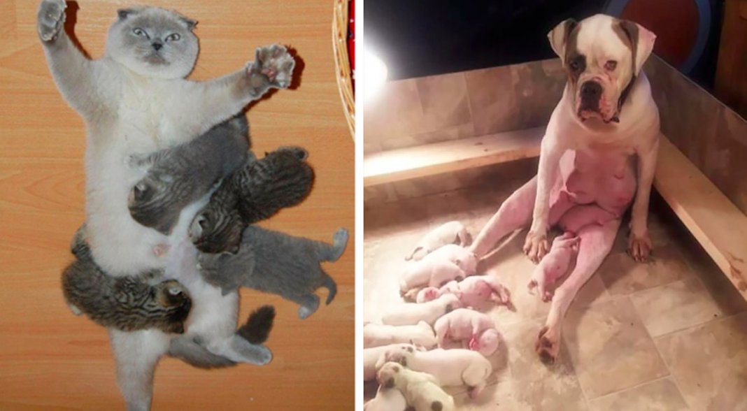 21 fotos de animais que mostram o quão difícil é a vida de uma mãe