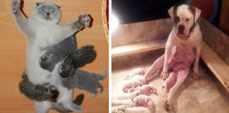 21 fotos de animais que mostram o quão difícil é a vida de uma mãe