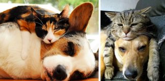 22 fotos adoráveis de gatos a conviver com cachorros