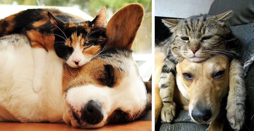 22 fotos adoráveis de gatos a conviver com cachorros